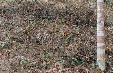 Imagem 15: VENDO urgente esta CHÁCARA