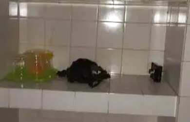 Imagem 12: Vaz Lobo R$ 1.100,00 Av Monsenhor Felix 26