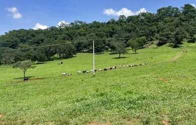 Imagem 16: Sitio com 12 Alqueires na Região de Franca - Pereira