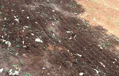 Imagem 9: 133. Fazenda à venda de 200 hectares para lavoura - Rochedo-MS