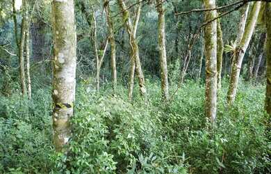 Imagem 5: Terreno - Bairro Carniel. 420m² de Área