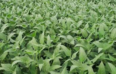 Imagem: A fazenda possui 39.000m² de Área e está localizado em Vila