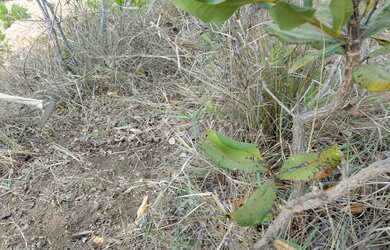 Imagem: O terreno possui 520m² de Área e está localizado em Arpoador