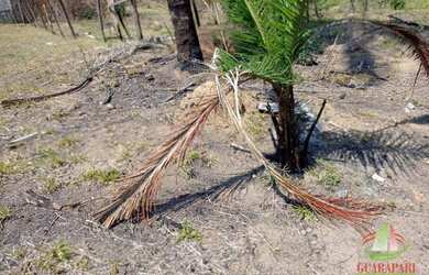 Imagem 9: Terreno à venda, 2000 m² por R$ 1.300.000 - Garças - Belo Horizonte/MG