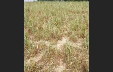 Imagem 12: Vendo fazenda em cocos BA