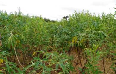 Imagem 5: Vende se sitio em maetinga