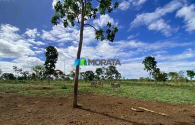 Imagem 6: FAZENDA À VENDA - 1.400 HECTARES - CURVELO MG