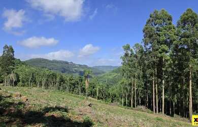 Imagem 8: Sítio / Chácara para Venda em Nova Petrópolis, São Jacó