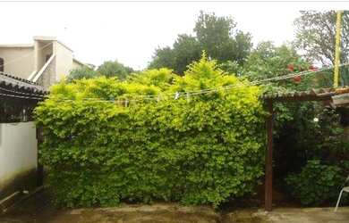 Imagem 9: casa com lote de 600 metros no Bet nia