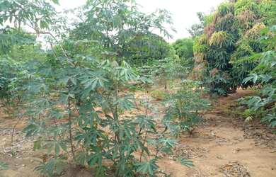 Imagem 11: Vende se sitio em maetinga