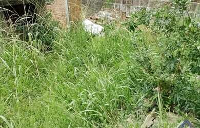 Imagem 7: TERRENO PIO X. 242m² de Área