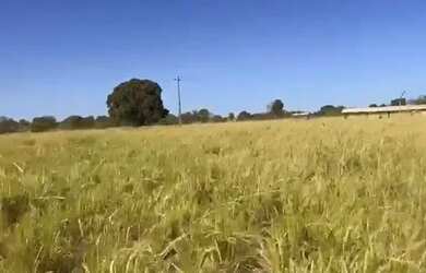 Imagem 4: fazenda dupla aptidão 540 hac