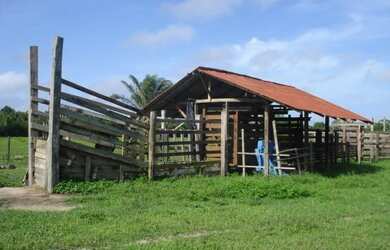 Imagem 3: Fazenda no Estado do Pará Com 300Ha, por R$1.8 milhões