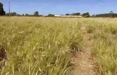 Imagem 3: fazenda dupla aptidão 540 hac