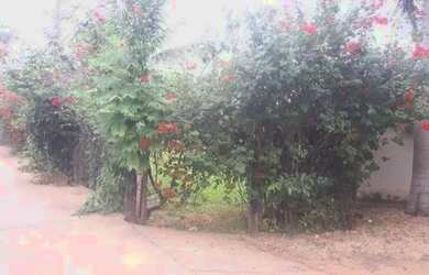 Imagem: A casa possui 5 Dormitórios, 2 Banheiros, 1.000m² de Área