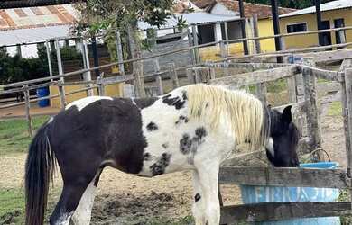 Imagem 9: FAZENDA DE ALTO PADRÃO 729 HECTARES MINAS GERAIS