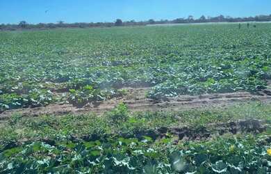 Imagem 15: FAZENDA NO NORTE DE MINAS COM PIVÔ NA BEIRA DO RIO SÃO FRANCISCO PARA...