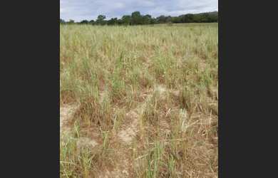 Imagem 5: Vendo fazenda em cocos BA