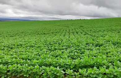 Imagem: A fazenda está localizado em Alto Paraíso de Goiás, GO à