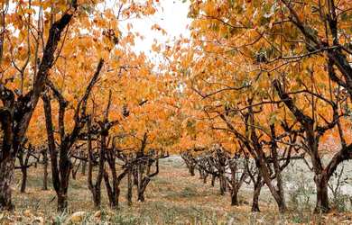 Imagem: O terreno possui 800m² de Área e está localizado em Mato