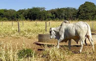 Imagem 5: fazenda dupla aptidão 540 hac