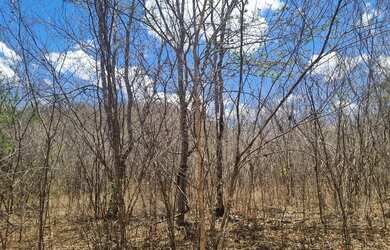 Imagem 13: Fazenda 81 uma hectares e meia valor 420.000