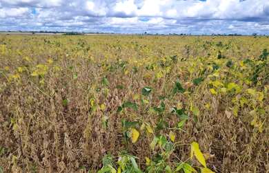 Imagem 9: Sitio 18 ectares valor 800.000