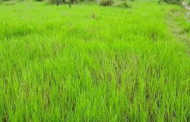 Imagem 11: Fazenda no Estado do Pará Com 300Ha, por R$1.8 milhões