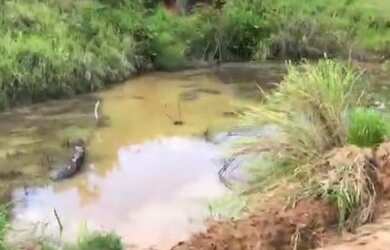 Imagem 3: 250 Hectares por 1,6 milhões de reais no Pará