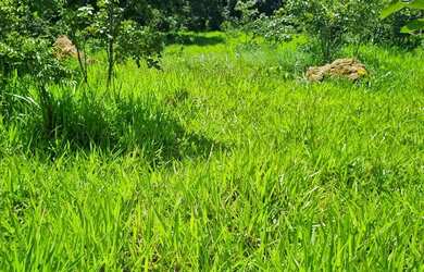 Imagem 7: Sitio 22 hectares valor 195.000