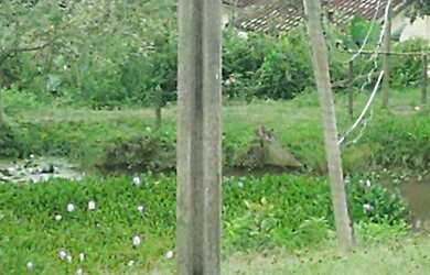 Imagem 16: 1.1 hectares pasto e capineira casarão 447 mil reais