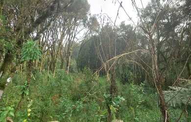 Imagem 3: TERRENO EM GRAMADO NO BAIRRO VIVENDAS DO ARVOREDO