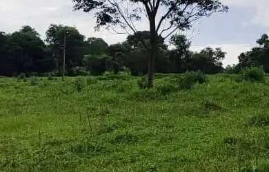 Imagem: A fazenda possui 3m² de Área e está localizado em Cezarina