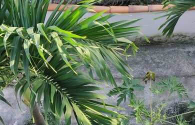 Imagem 16: Sobrado para venda possui 101 metros quadrados com 3 quartos em Serra...