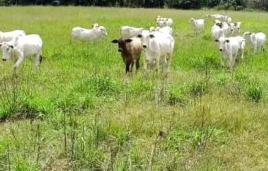 Imagem: A fazenda possui 5.324.000m² de Área e está localizado em