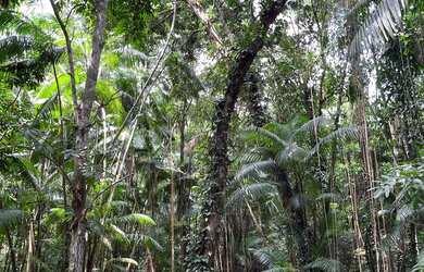 Imagem 4: Vendo 1300ha em Icatu, MA