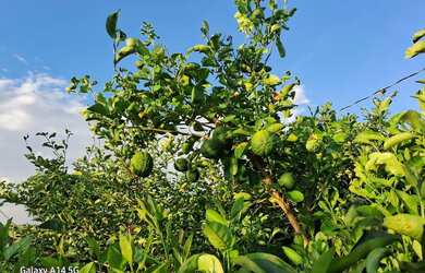 Imagem: A chácara possui 15.000m² de Área, Imóvel novo e está