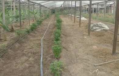 Imagem: A chácara possui 305m² de Área, Imóvel novo e está localizado