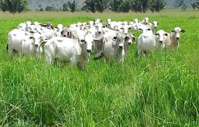 Imagem: A fazenda possui 315000m² de Área e está localizado em Centro