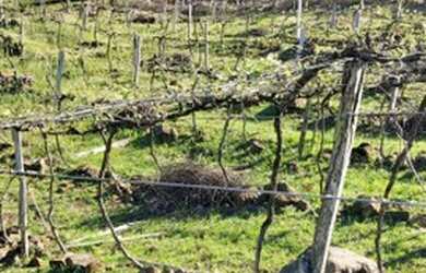 Imagem 6: Chácara em Igrejinha