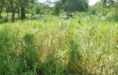 Imagem 7: Sitio 9 hectares e meia valor 295.000