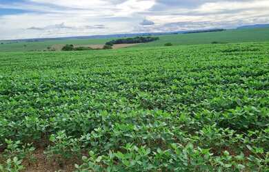 Imagem 1: Fazenda de arrendamento 1.200hec plantando em Aporé Goiás
