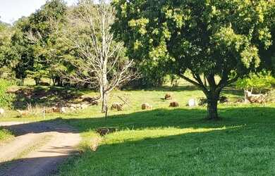 Imagem 11: Chácara em Igrejinha