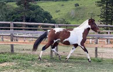 Imagem 6: FAZENDA DE ALTO PADRÃO 729 HECTARES MINAS GERAIS