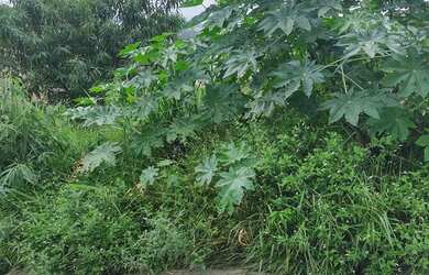 Imagem 3: Lote bairro palmeira Ibirité