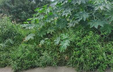 Imagem 2: Lote bairro palmeira Ibirité