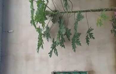 Imagem 4: Vende-se está casa