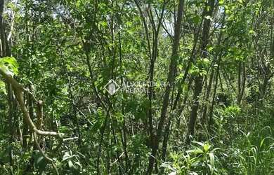 Imagem 16: Loteamento Bosque das Araucárias - Linha Imperial