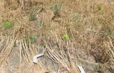 Imagem 1: Lote 12,5 por 25