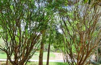 Imagem 16: Chácara com água Próximo a Goiânia Ótima Estrutura